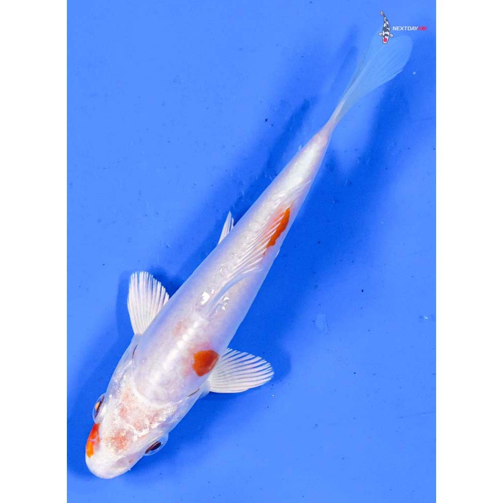 5” Imported Kikusui