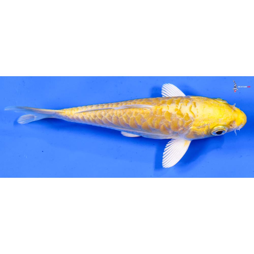 4.5” Imported Armor Scaled Yamabuki Ogon