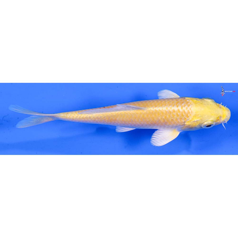 4.5” Imported Yamabuki Ogon