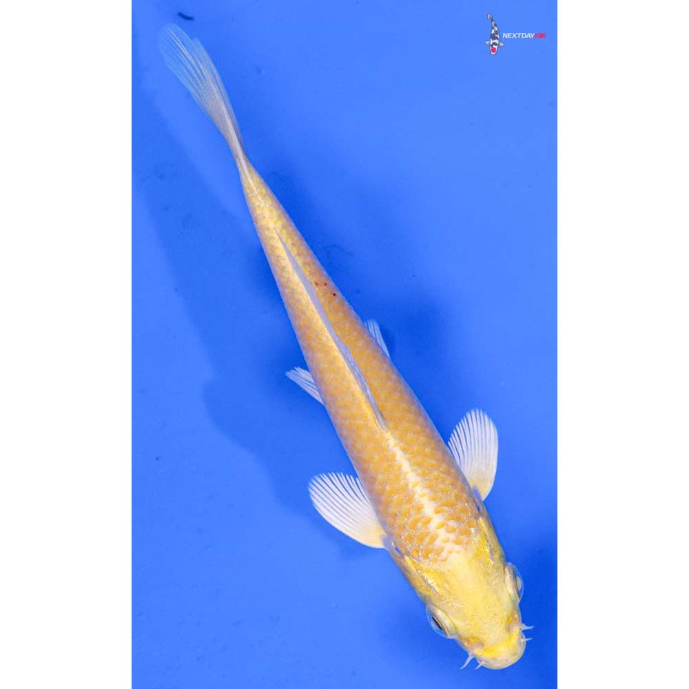 4.5” Imported Yamabuki Ogon