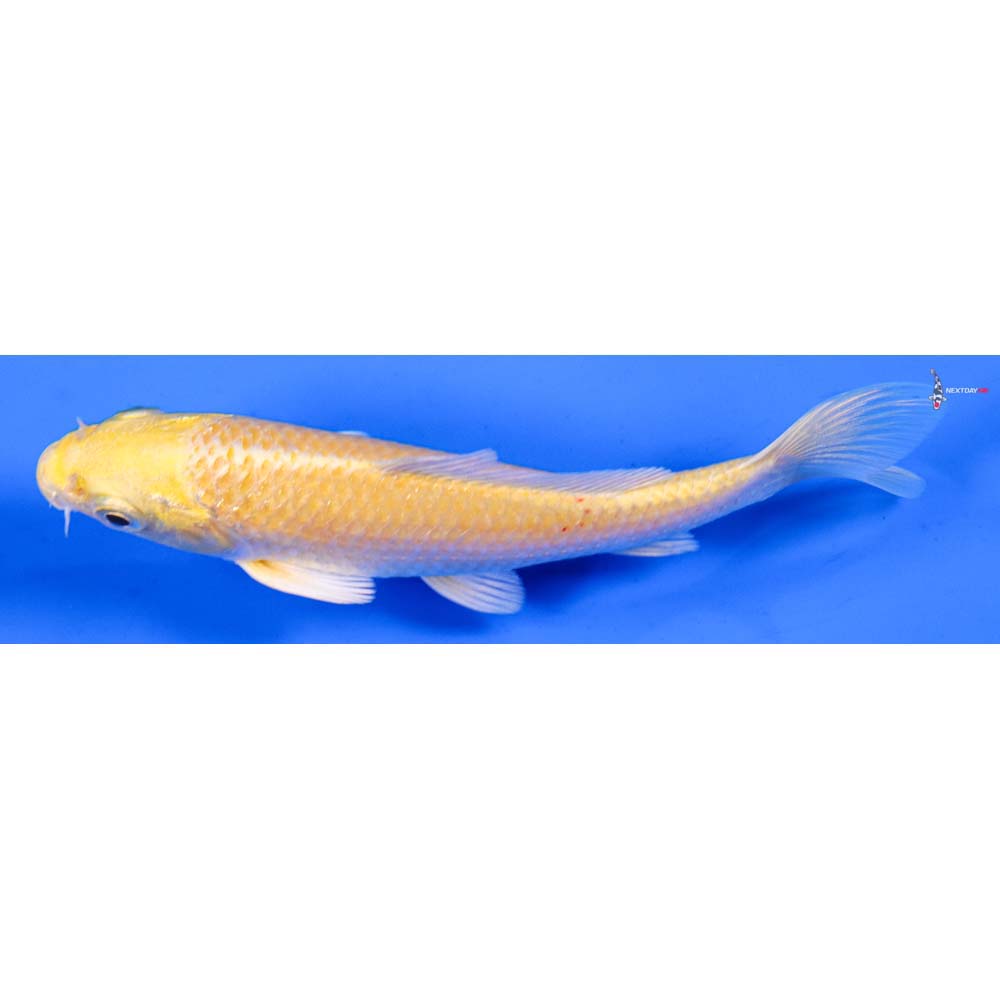 4.5” Imported Yamabuki Ogon