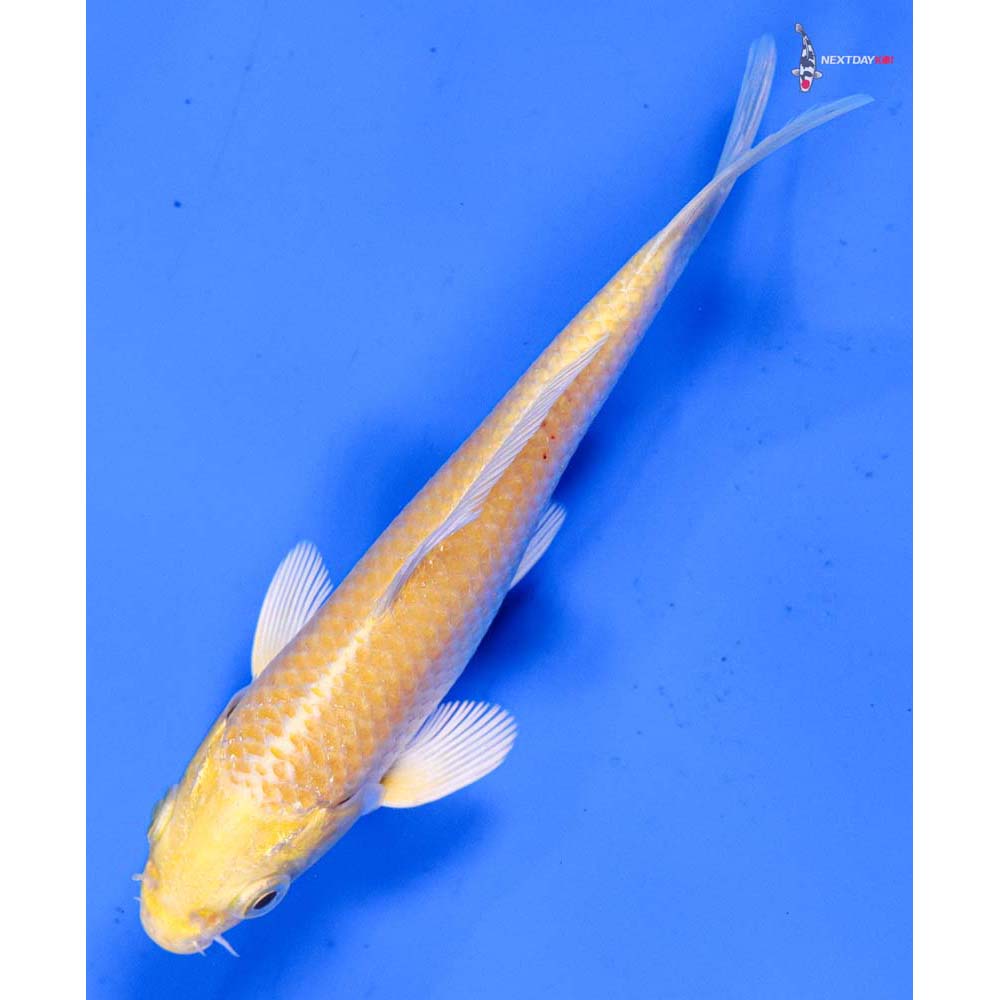 4.5” Imported Yamabuki Ogon