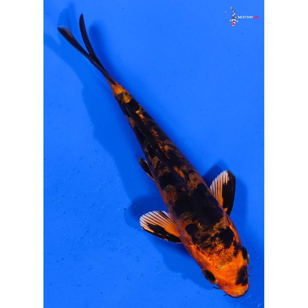 4.5” Imported Doitsu Kin Aka Bekko