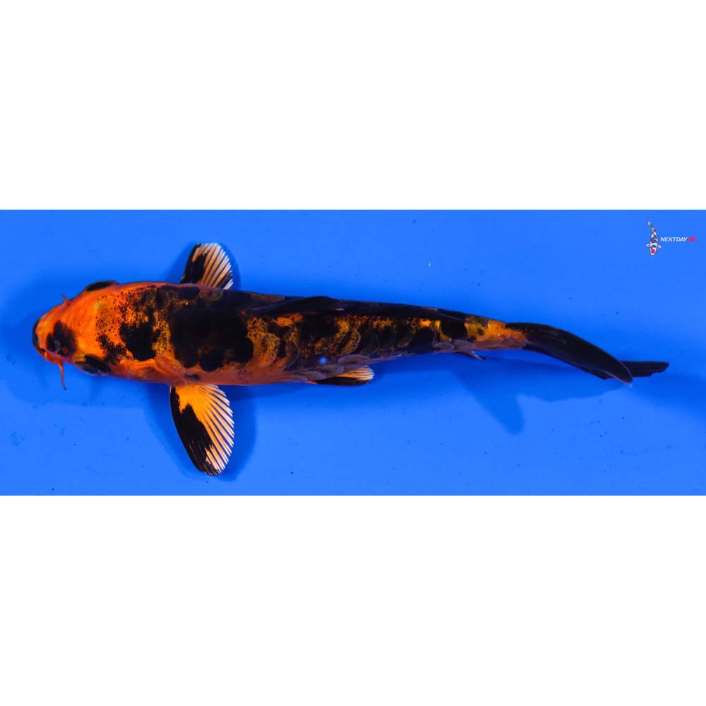 4.5” Imported Doitsu Kin Aka Bekko