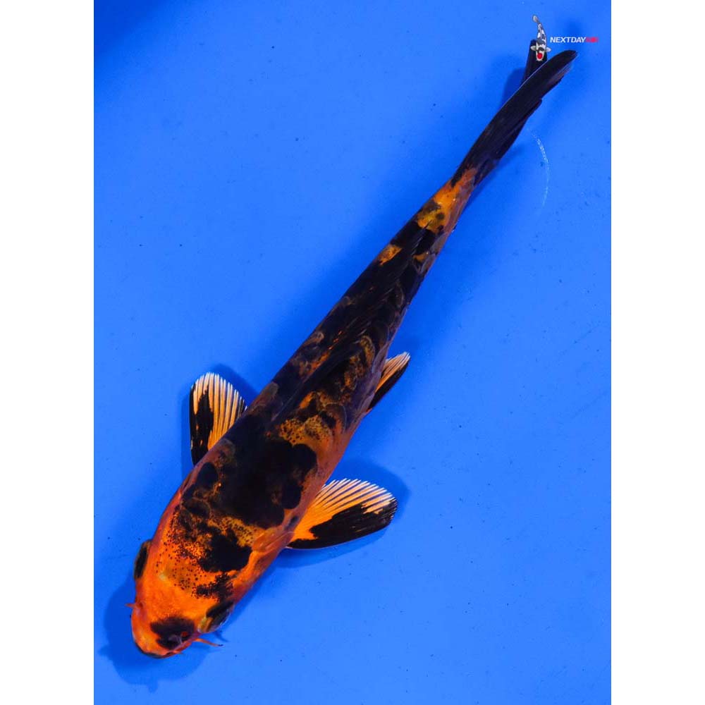 4.5” Imported Doitsu Kin Aka Bekko