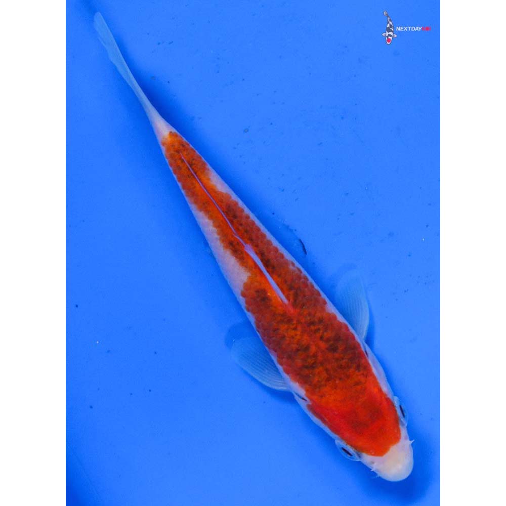 4” Imported Goromo