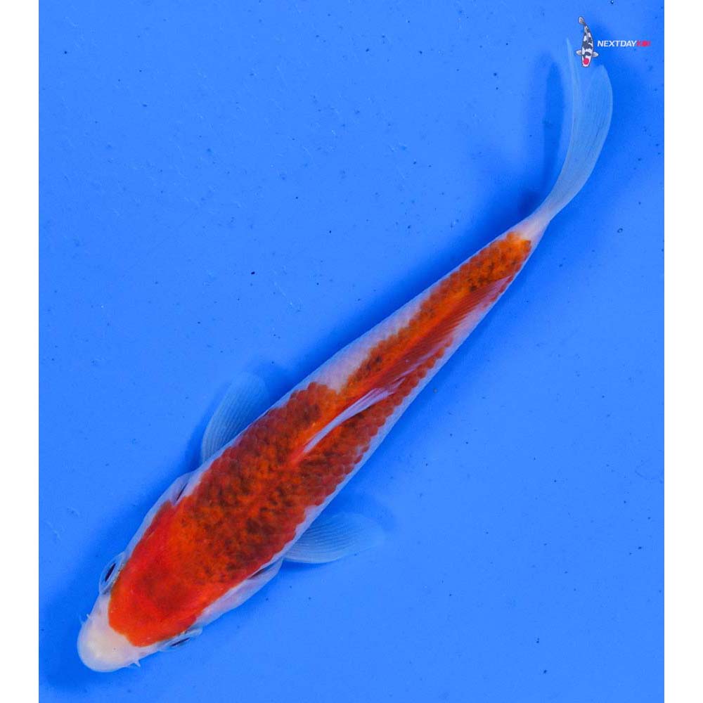 4” Imported Goromo