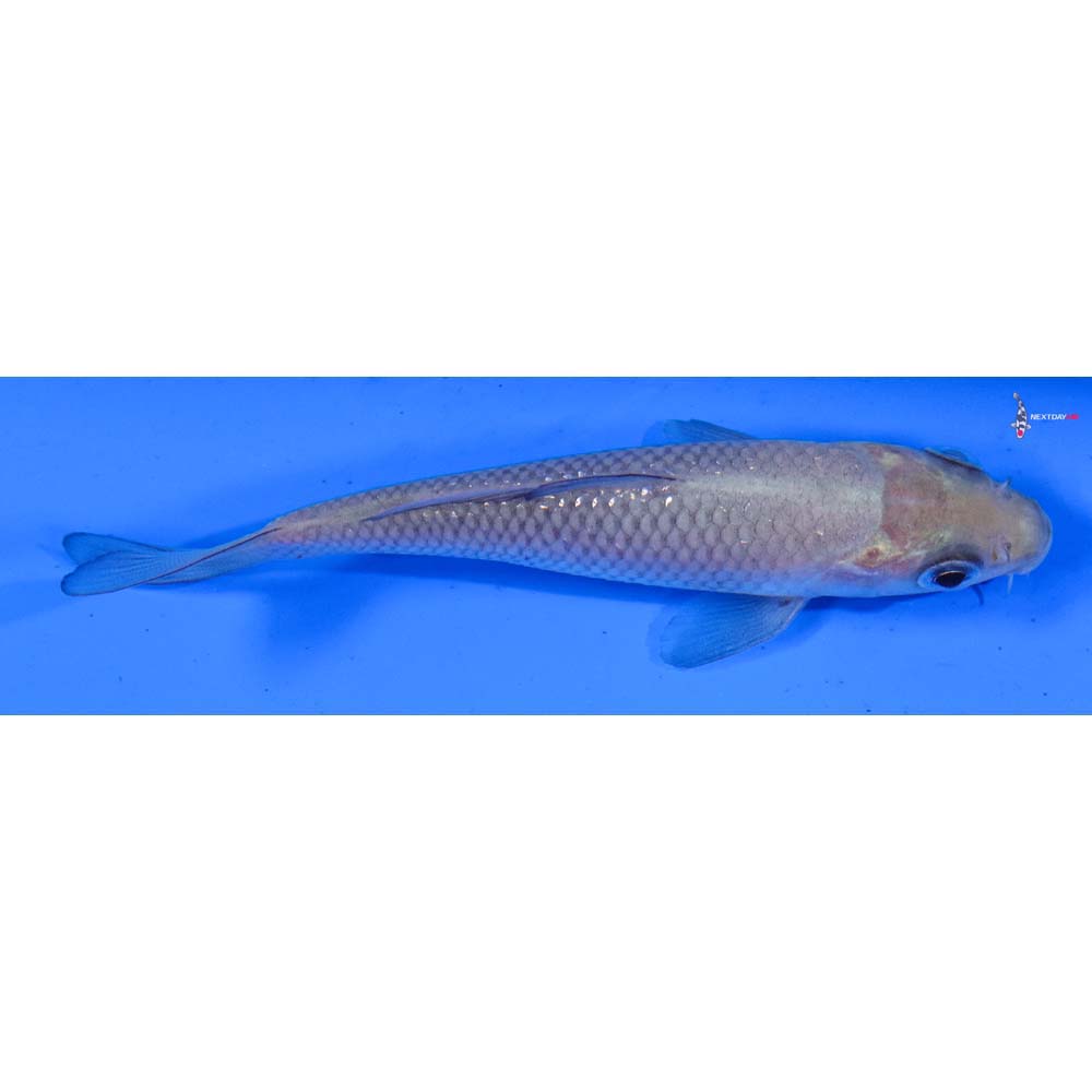 4” Imported Soragoi