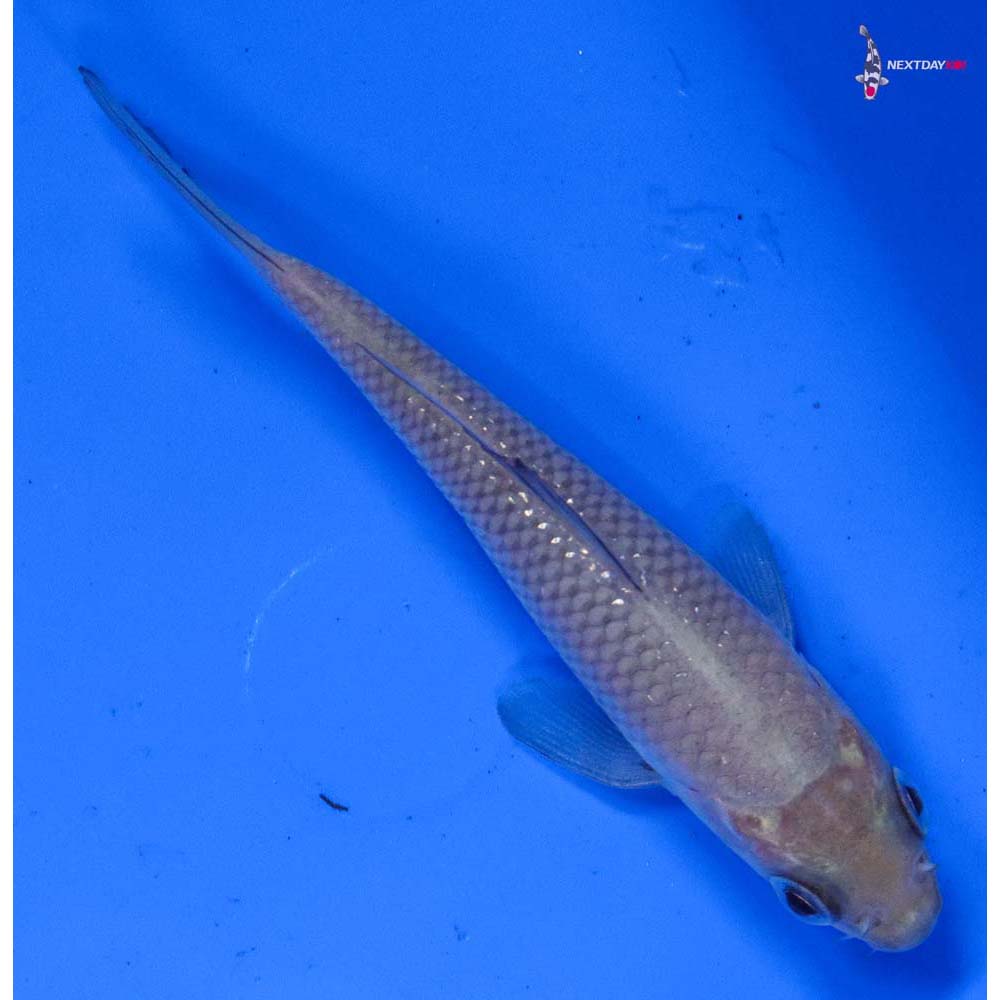 4” Imported Soragoi