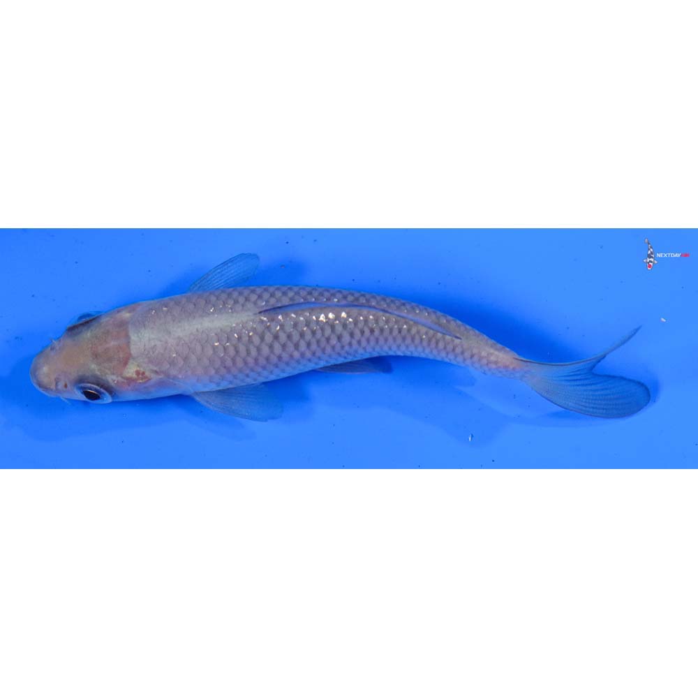 4” Imported Soragoi