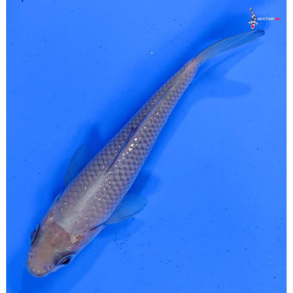 4” Imported Soragoi