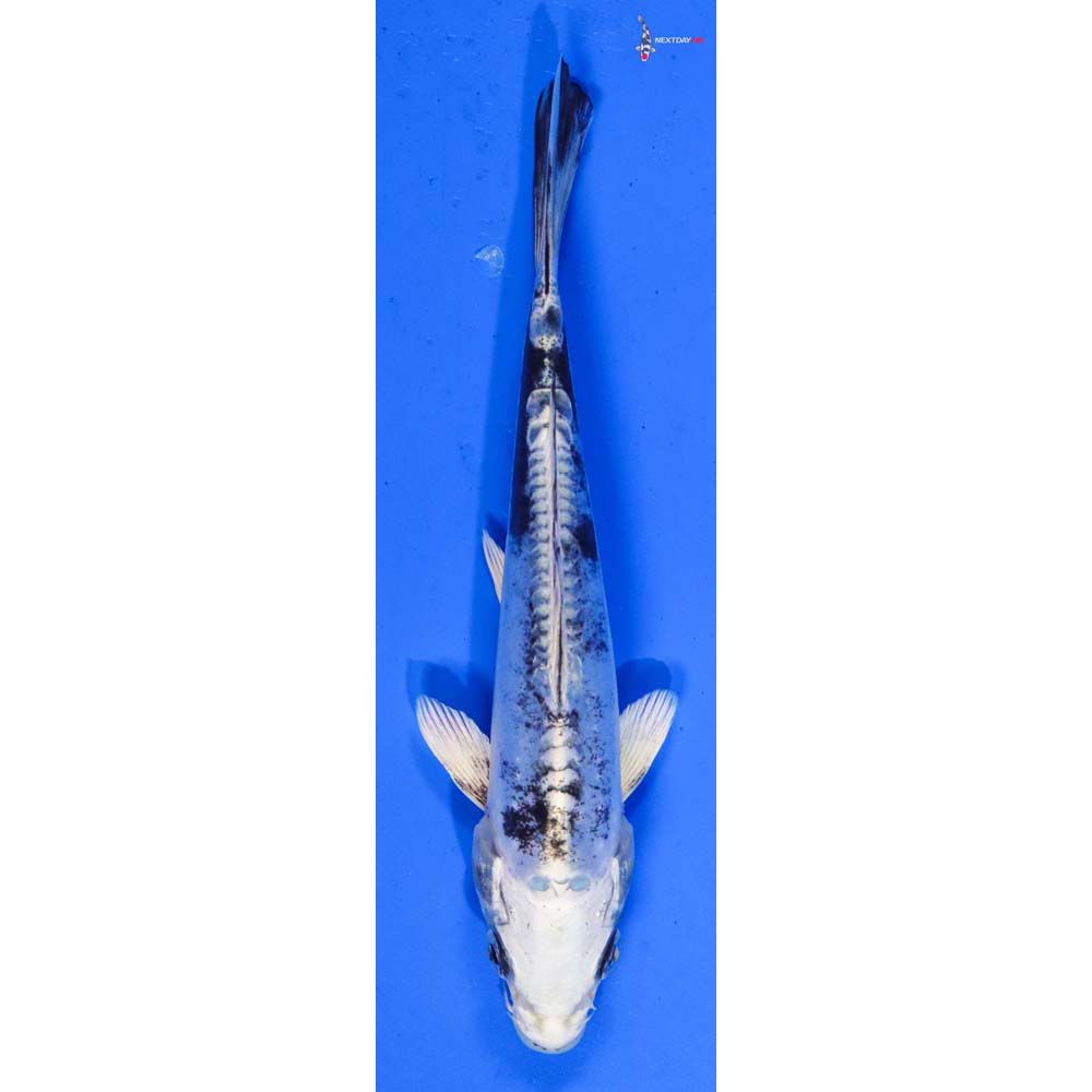 6” Imported Kikokuryu