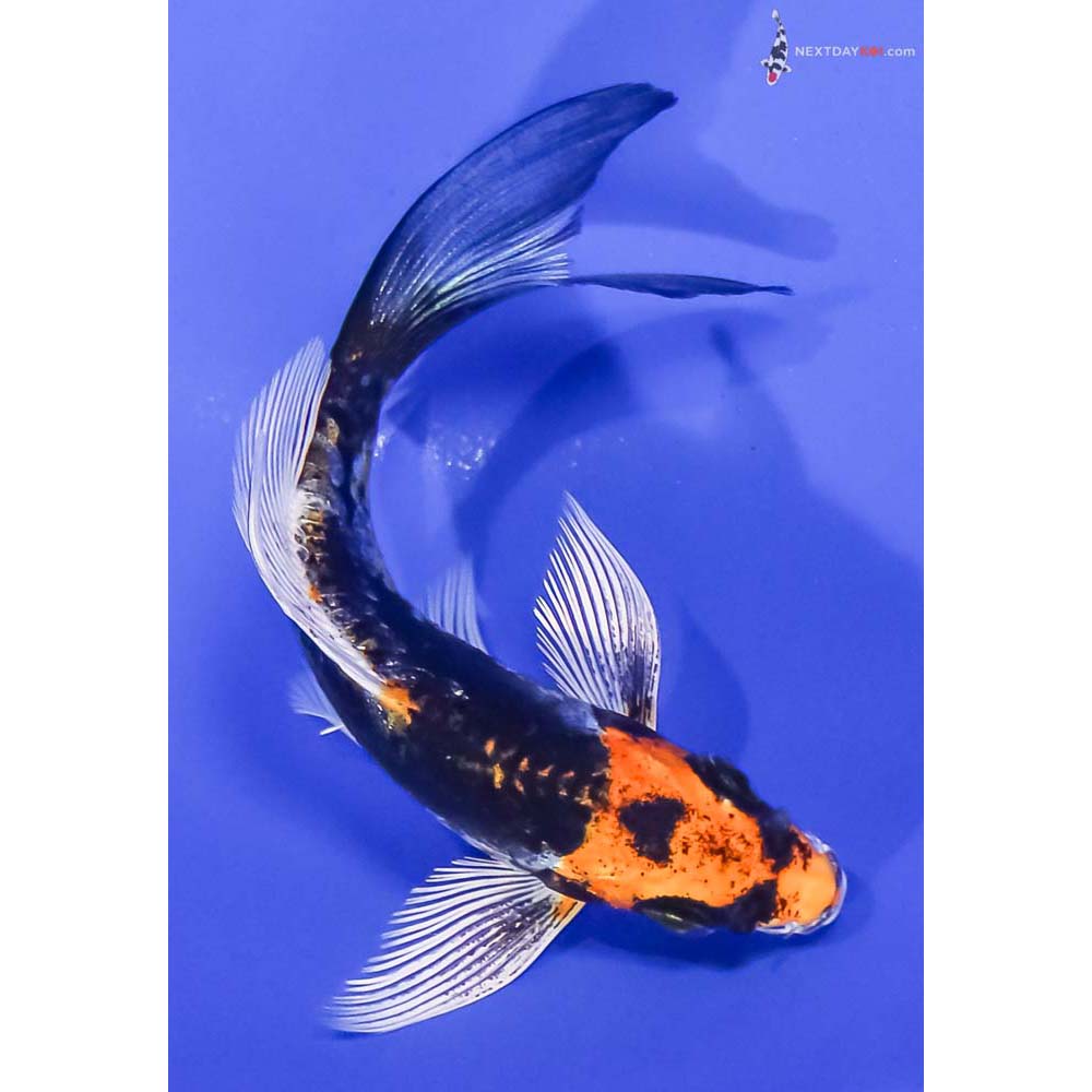 4.5” Imported Kin Kikokuryu Butterfly Koi