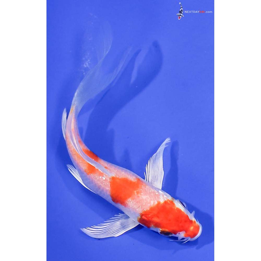 5” Imported Hariwake Butterfly Koi