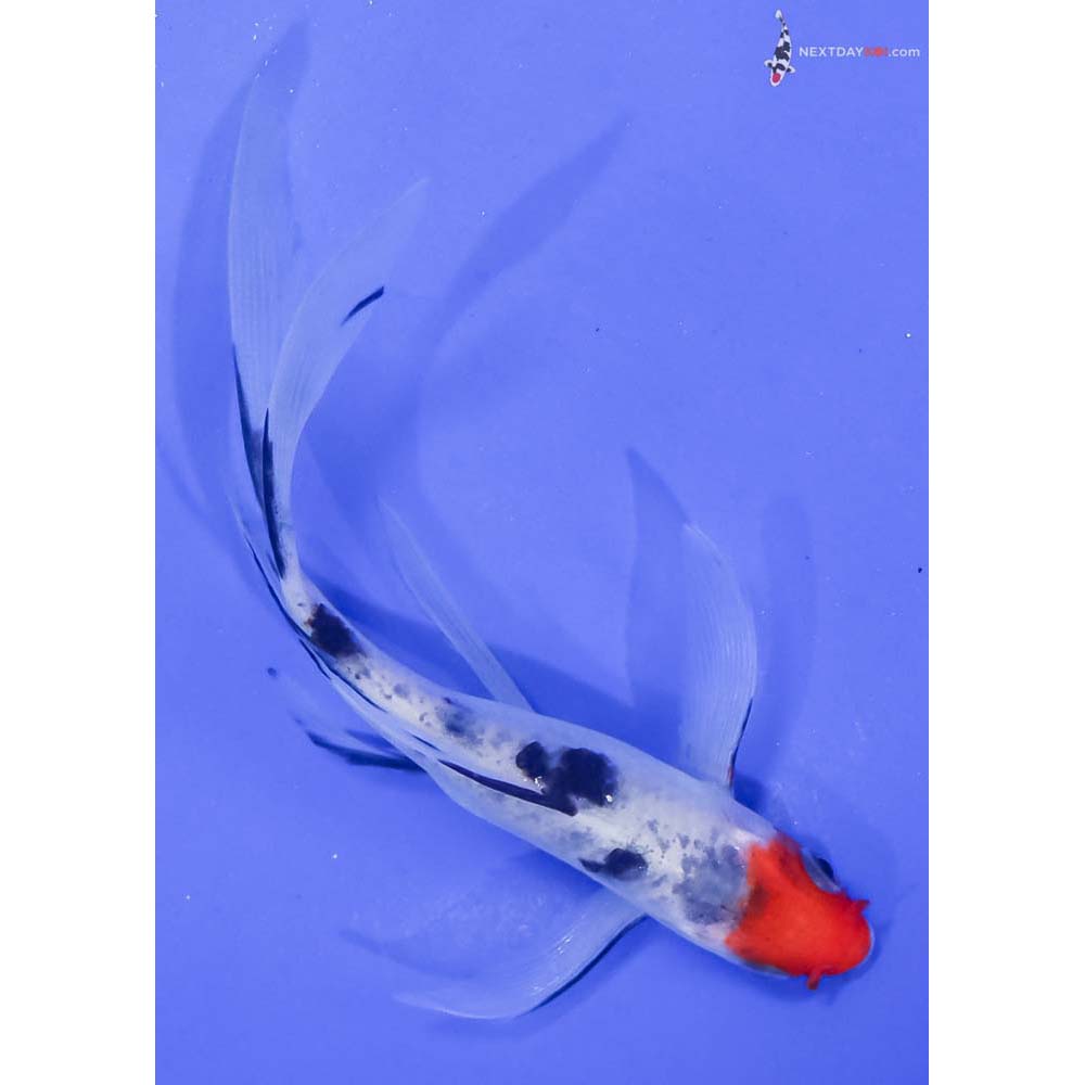5” Imported Sanke Butterfly Koi