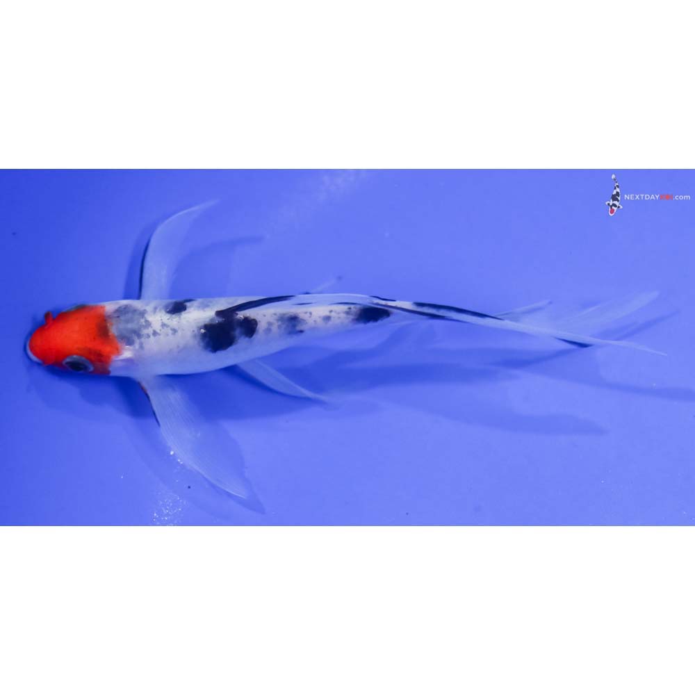 5” Imported Sanke Butterfly Koi