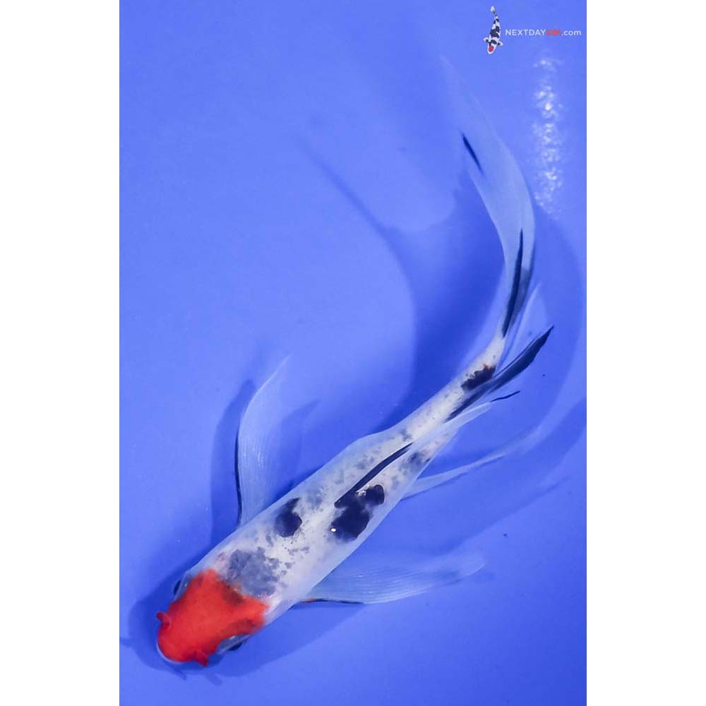 5” Imported Sanke Butterfly Koi