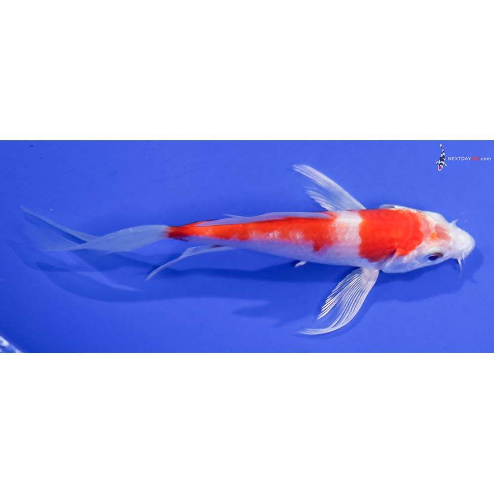 5” Imported Hariwake Butterfly Koi