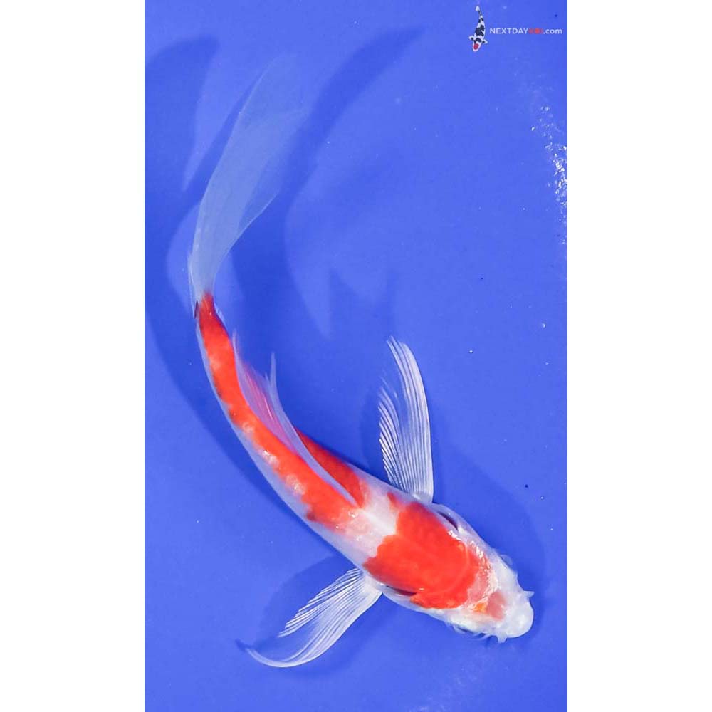 5” Imported Hariwake Butterfly Koi