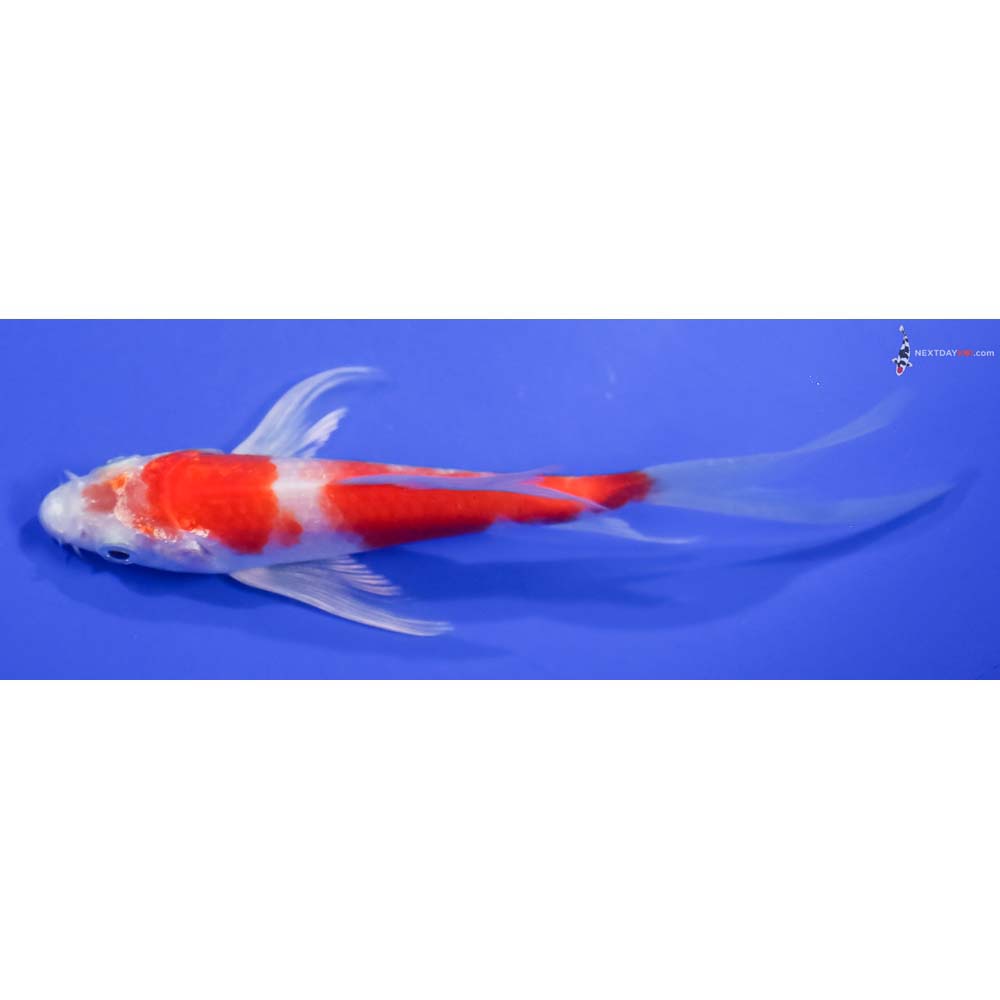 5” Imported Hariwake Butterfly Koi