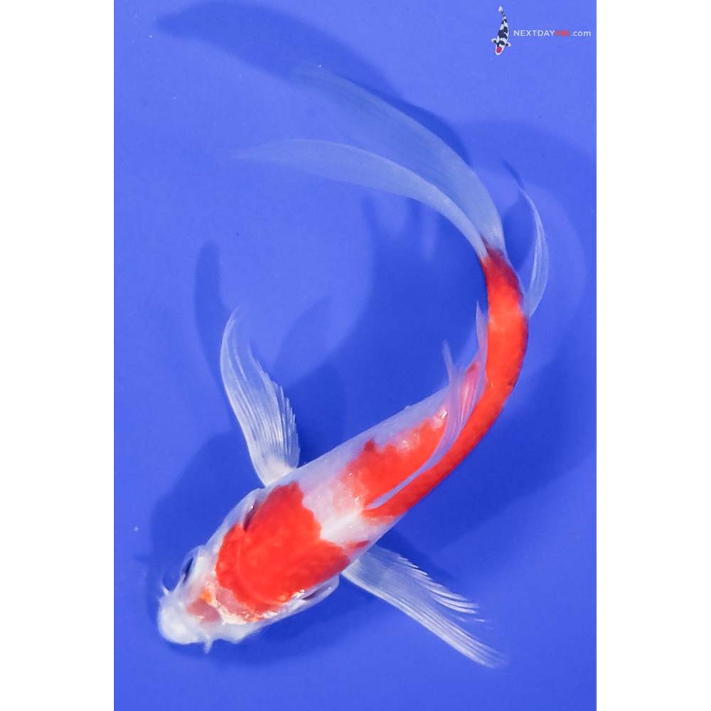5” Imported Hariwake Butterfly Koi