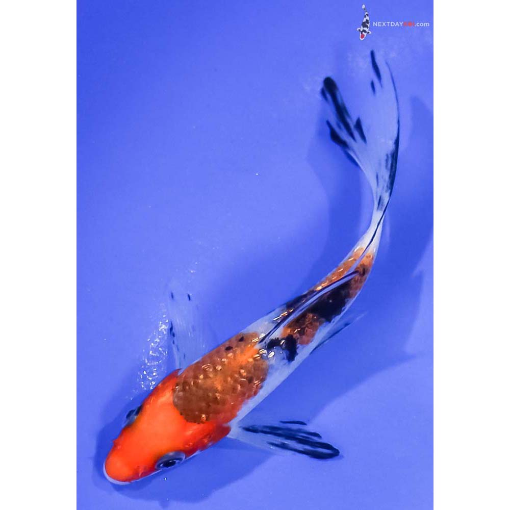 4.5” Imported Gin Rin Sanke Butterfly Koi