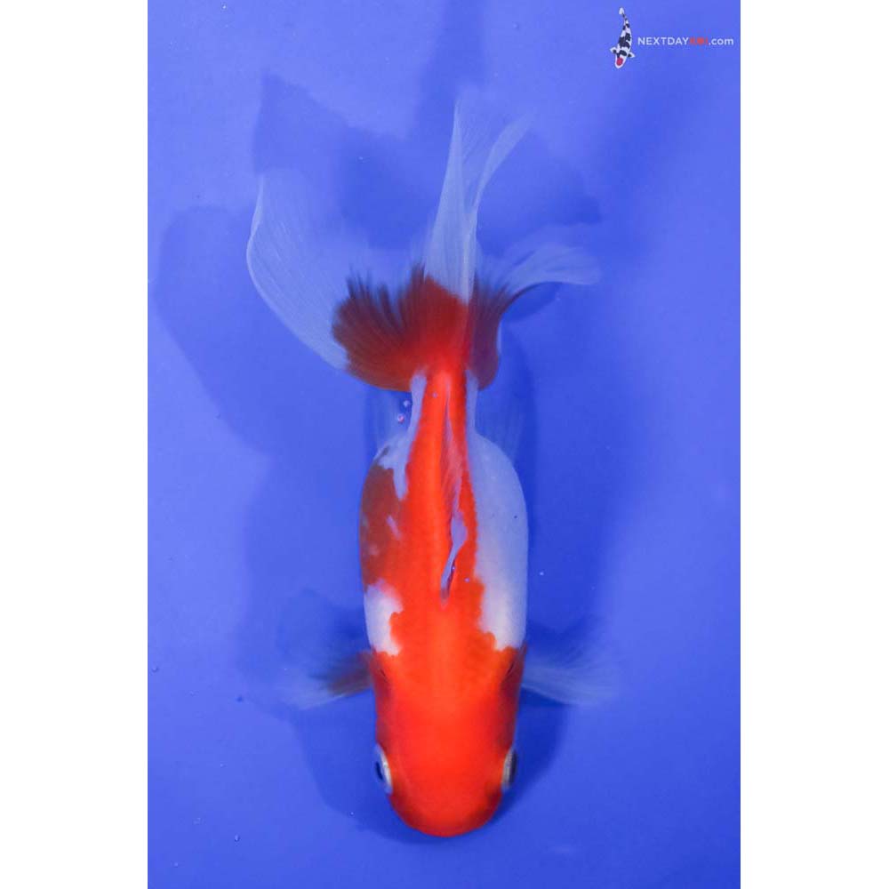 4” Imported Red and White Oranda