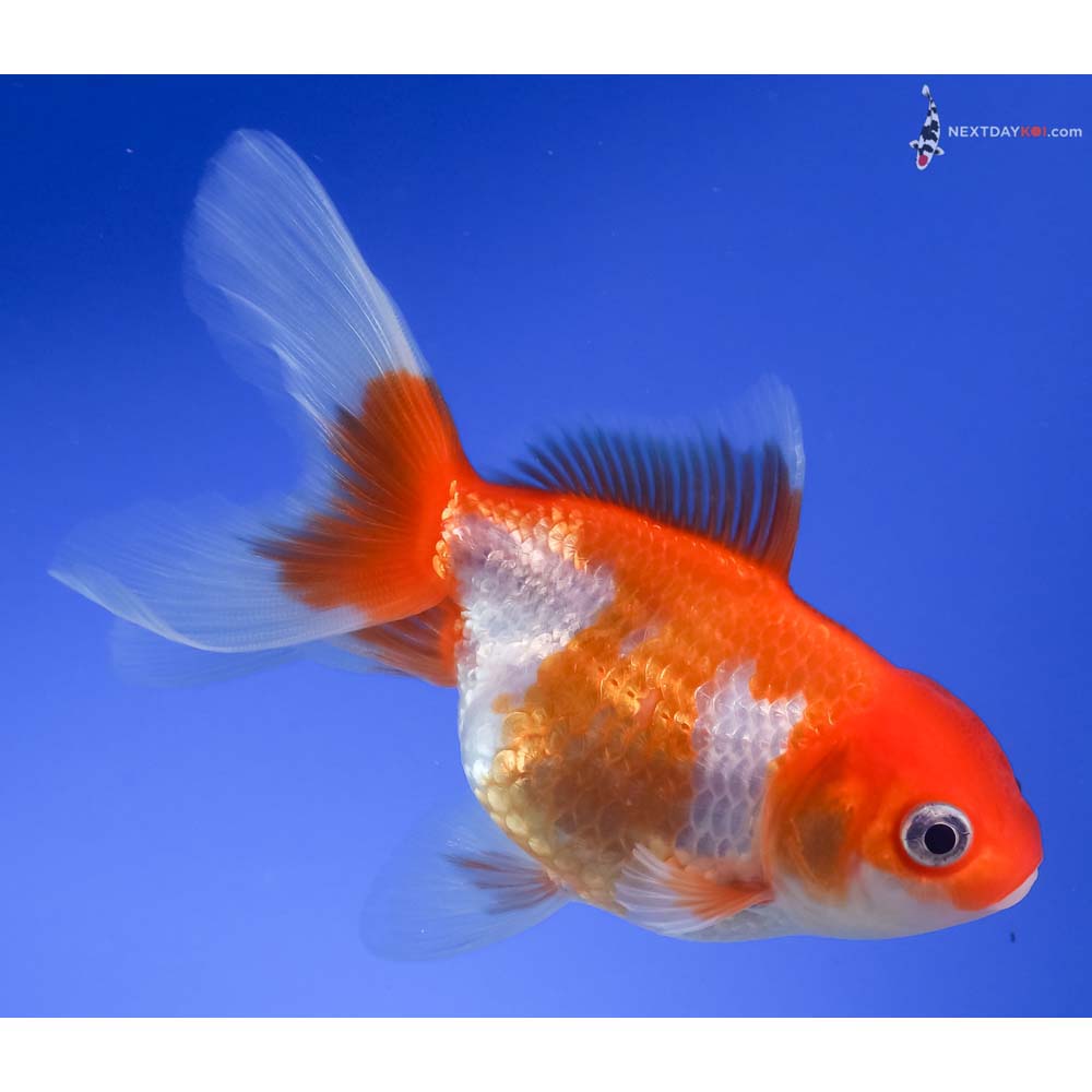 4” Imported Red and White Oranda
