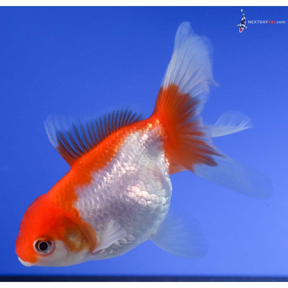 4” Imported Red and White Oranda