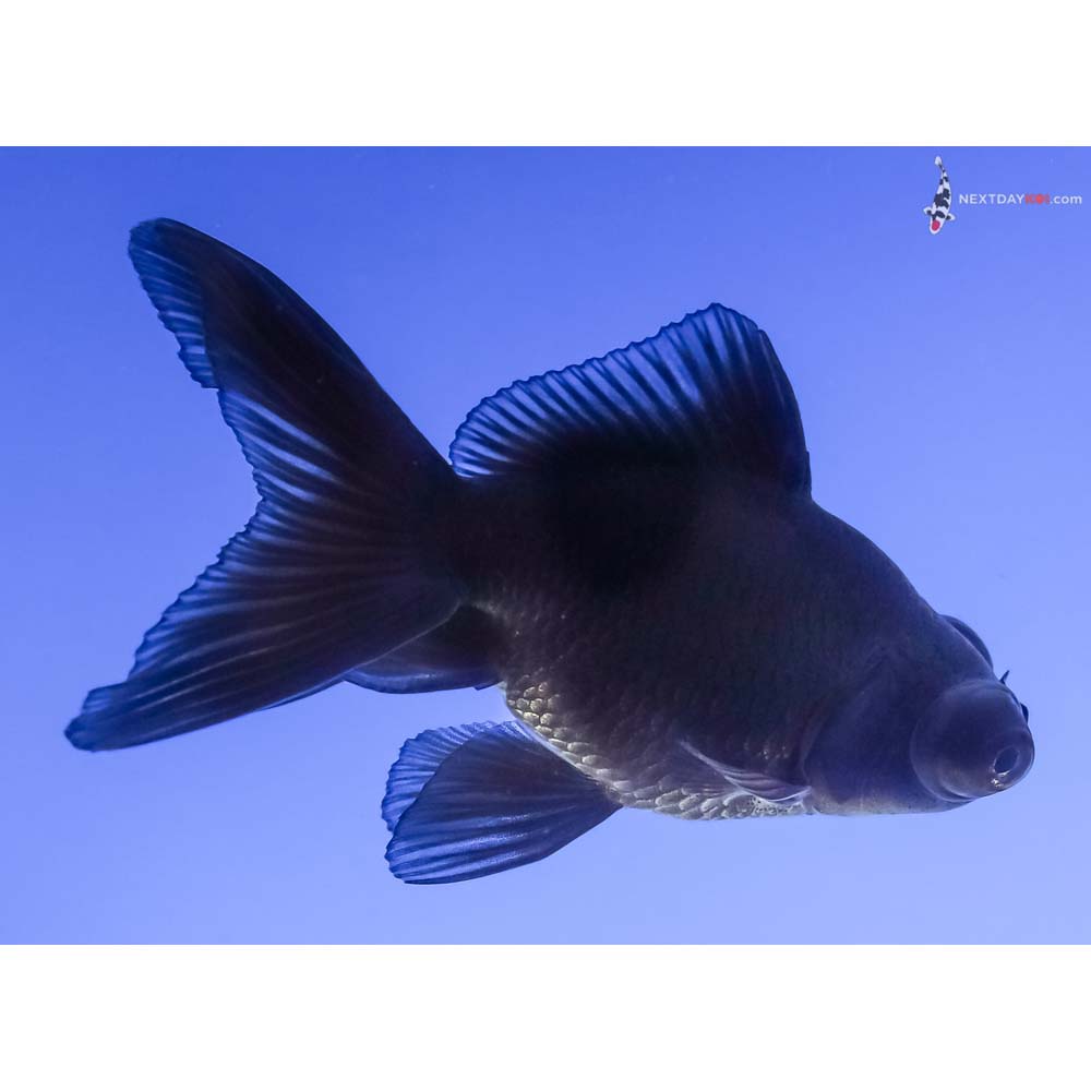 3.5” Imported Black Moor