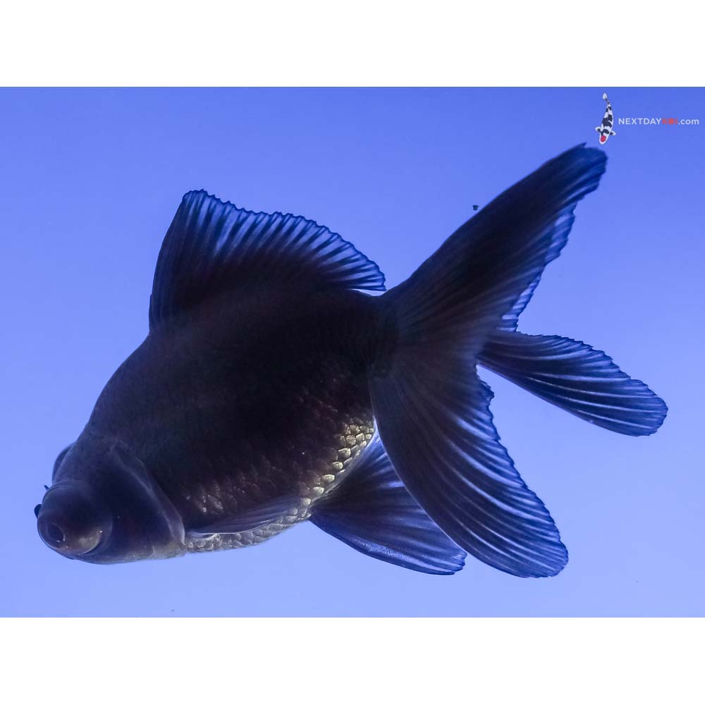 3.5” Imported Black Moor