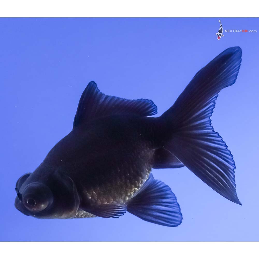 3.5” Imported Black Moor