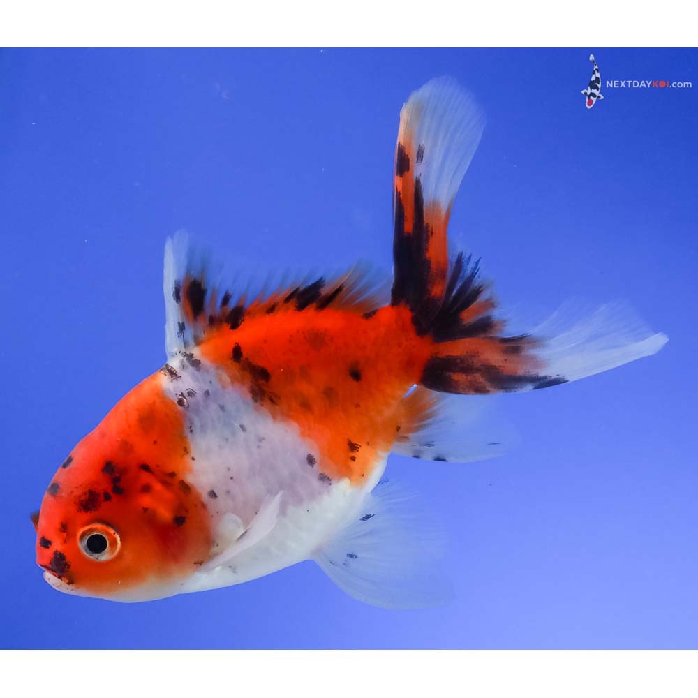 4” Imported Calico Oranda