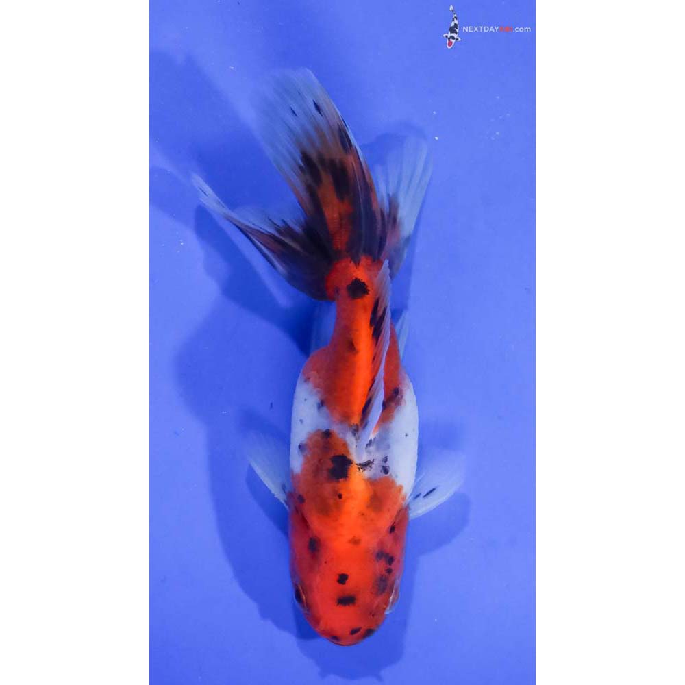 4” Imported Calico Oranda