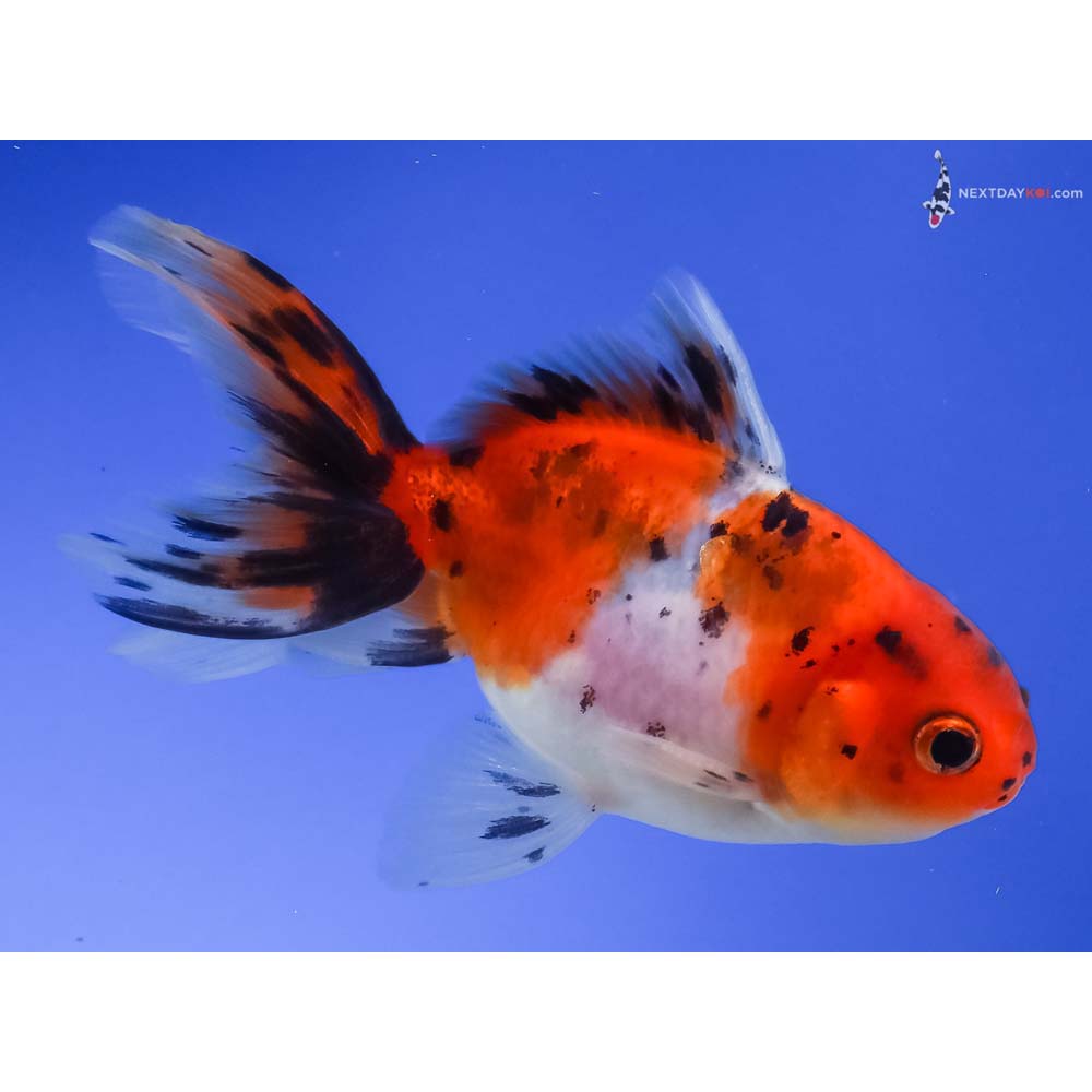 4” Imported Calico Oranda