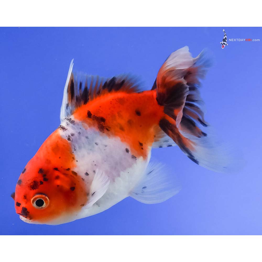 4” Imported Calico Oranda