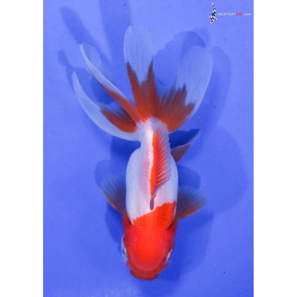 4” Imported Red and White Oranda