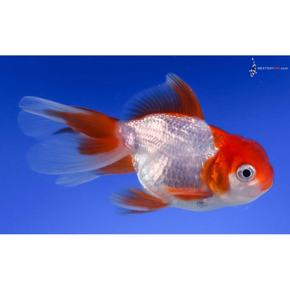 4” Imported Red and White Oranda