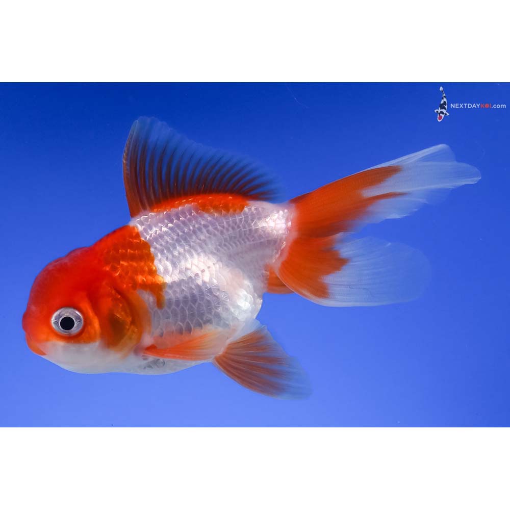 4” Imported Red and White Oranda