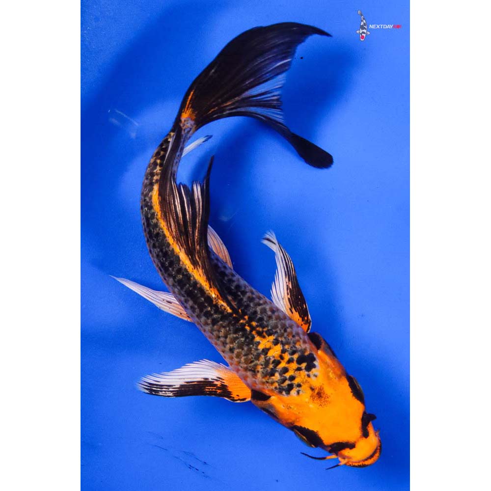 6.5” Imported Orenji Matsuba Butterfly Koi