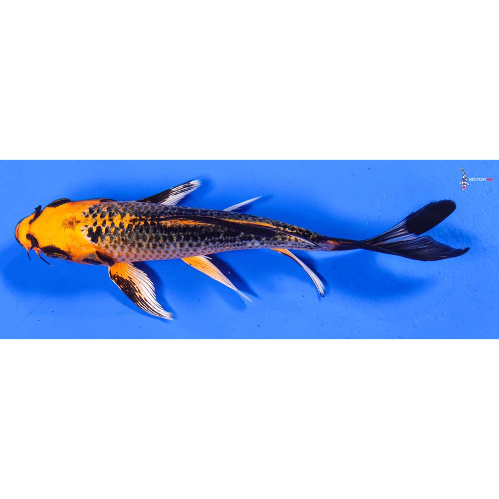 6.5” Imported Orenji Matsuba Butterfly Koi