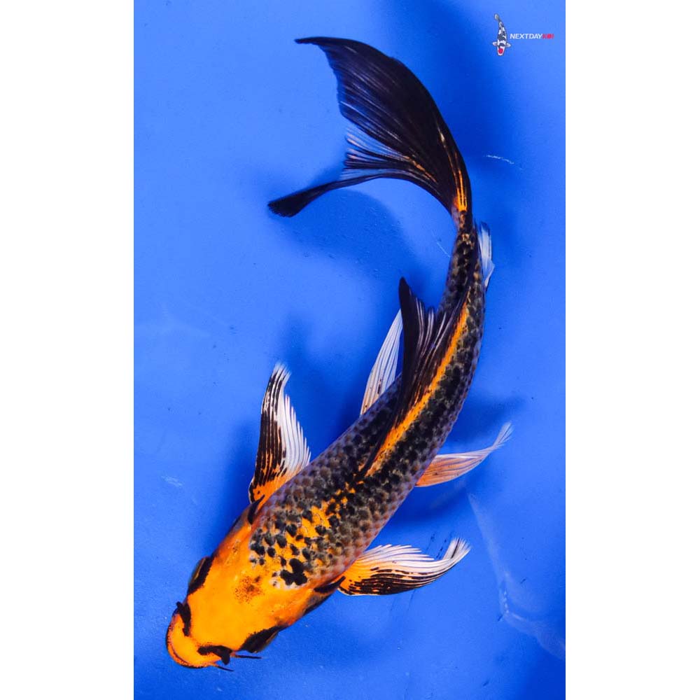 6.5” Imported Orenji Matsuba Butterfly Koi
