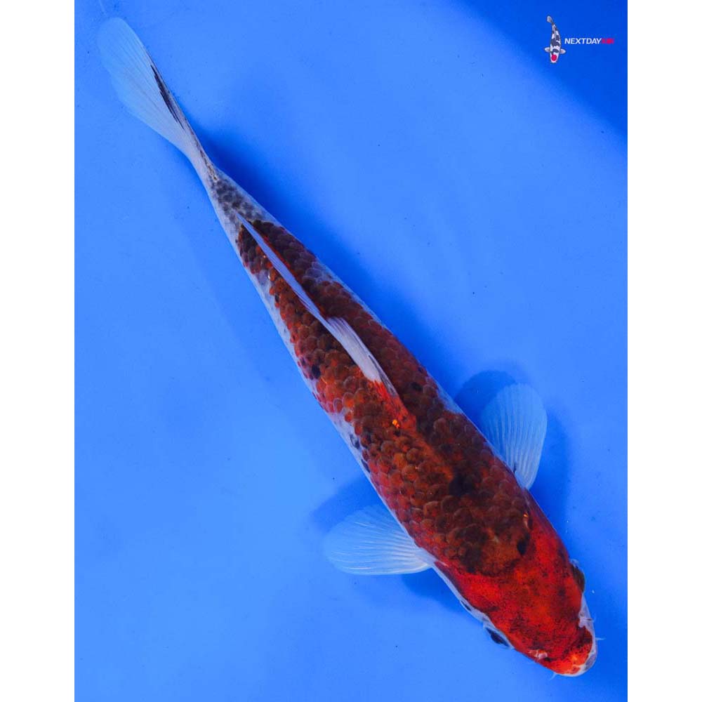 8” Imported Goromo