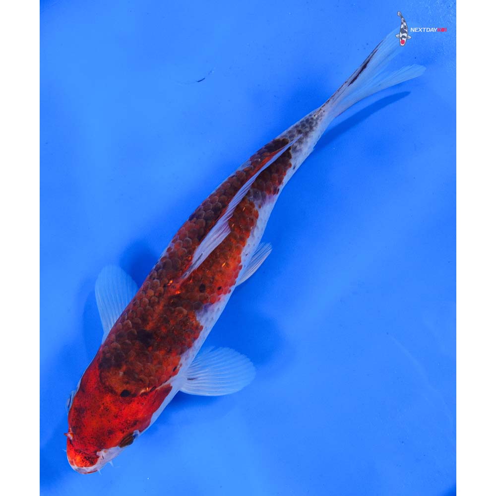 8” Imported Goromo