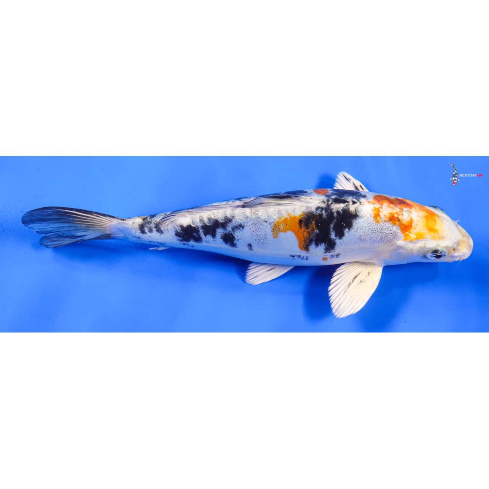 9” Imported Heisei Nishiki