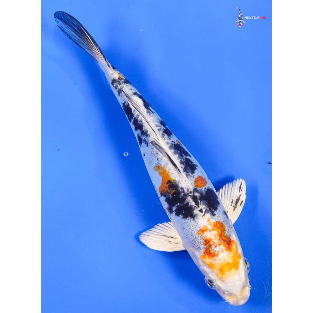 9” Imported Heisei Nishiki