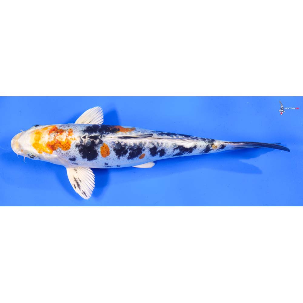 9” Imported Heisei Nishiki