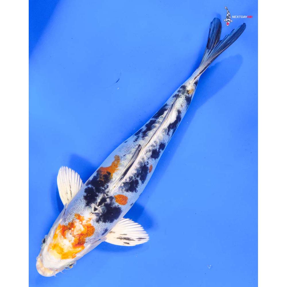 9” Imported Heisei Nishiki