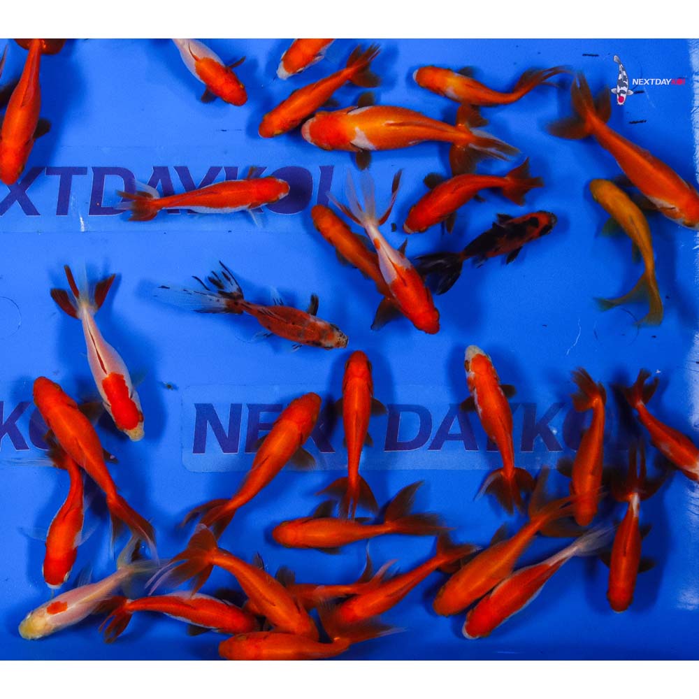 2-3" Imported Wakin Goldfish