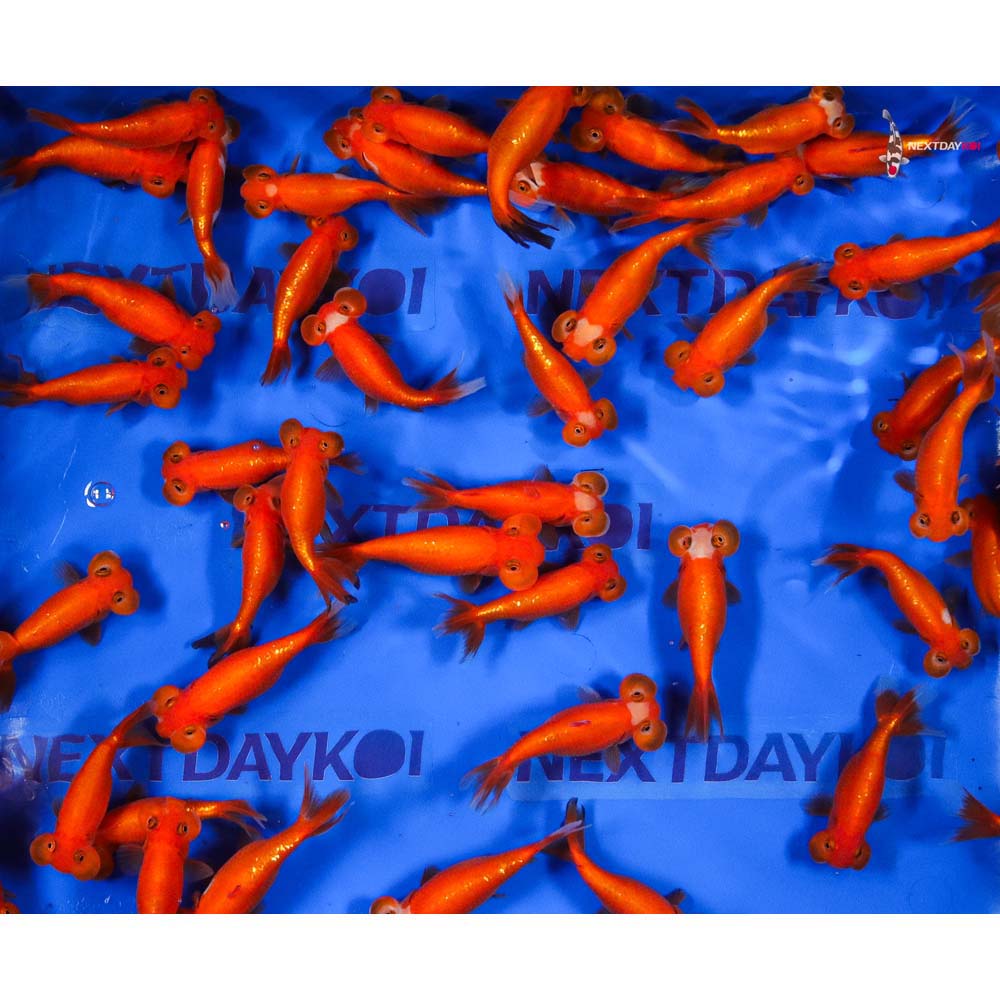 4-4.5" Imported Red Bubble Eye Goldfish